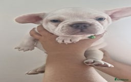 French Bulldog dogs for sale: Lovley frenchie puppies  - Image 19