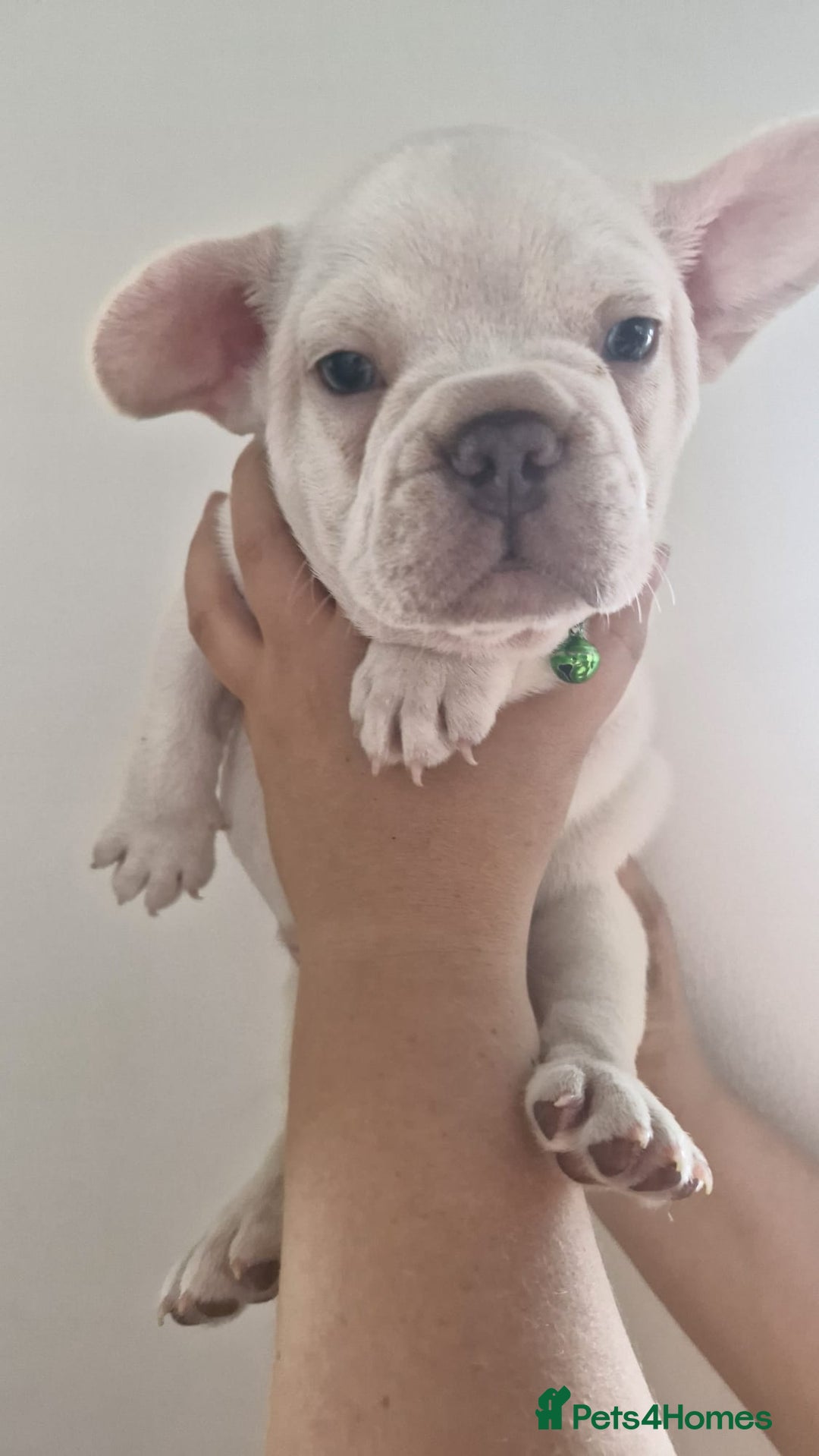 French Bulldog dogs for sale: Lovley frenchie puppies  - Image 19
