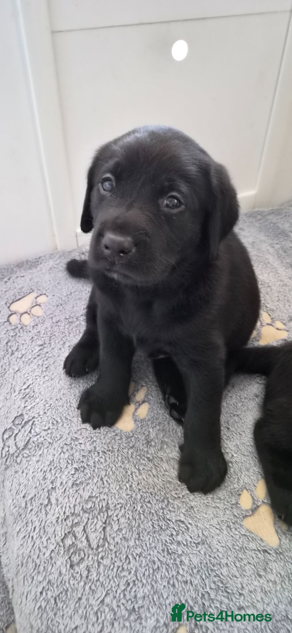 Labrador Retriever dogs Labrador Retriever puppies for sale - Advert 2