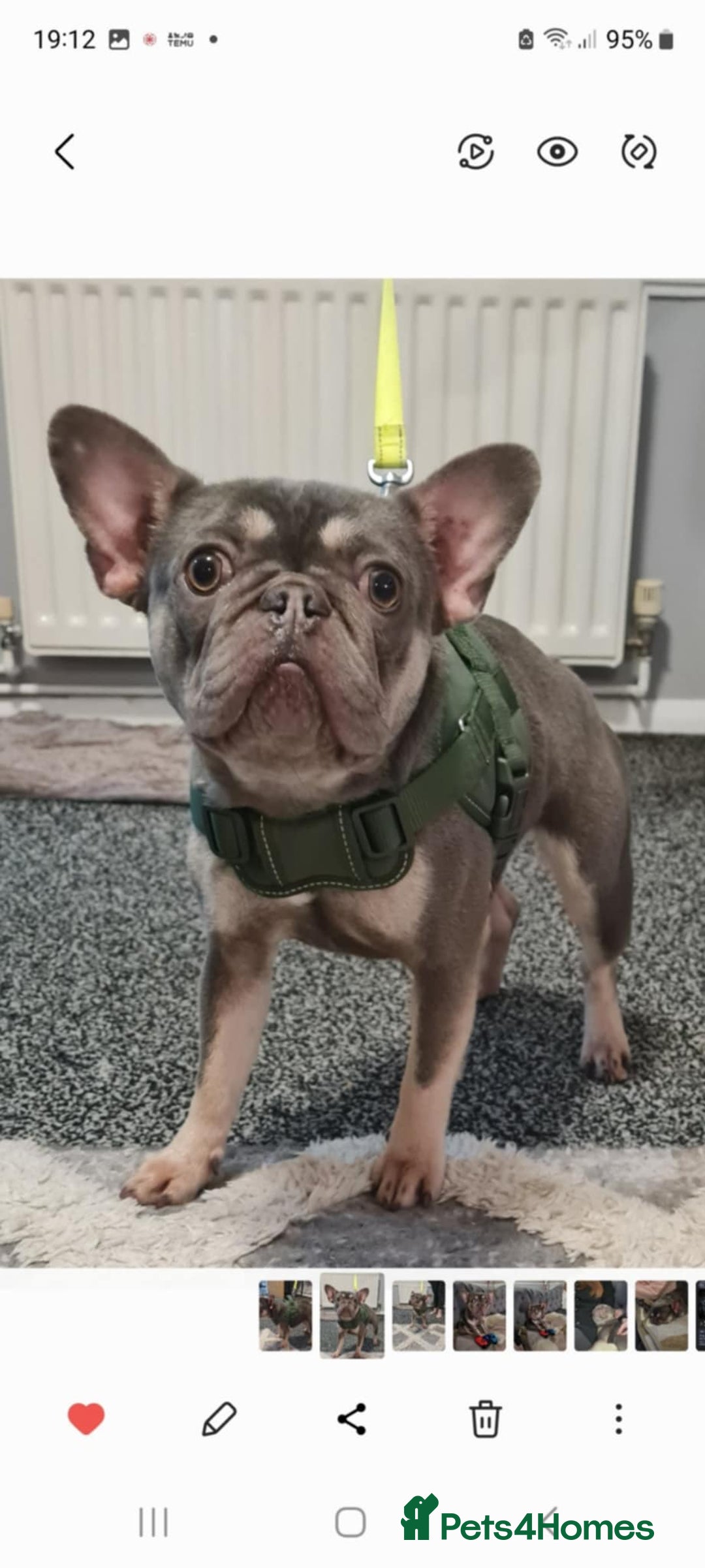 French Bulldog dogs for sale: Cass female french bulldog  - Advert 1