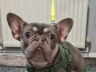 French Bulldog dogs Cass female french bulldog - Advert 1