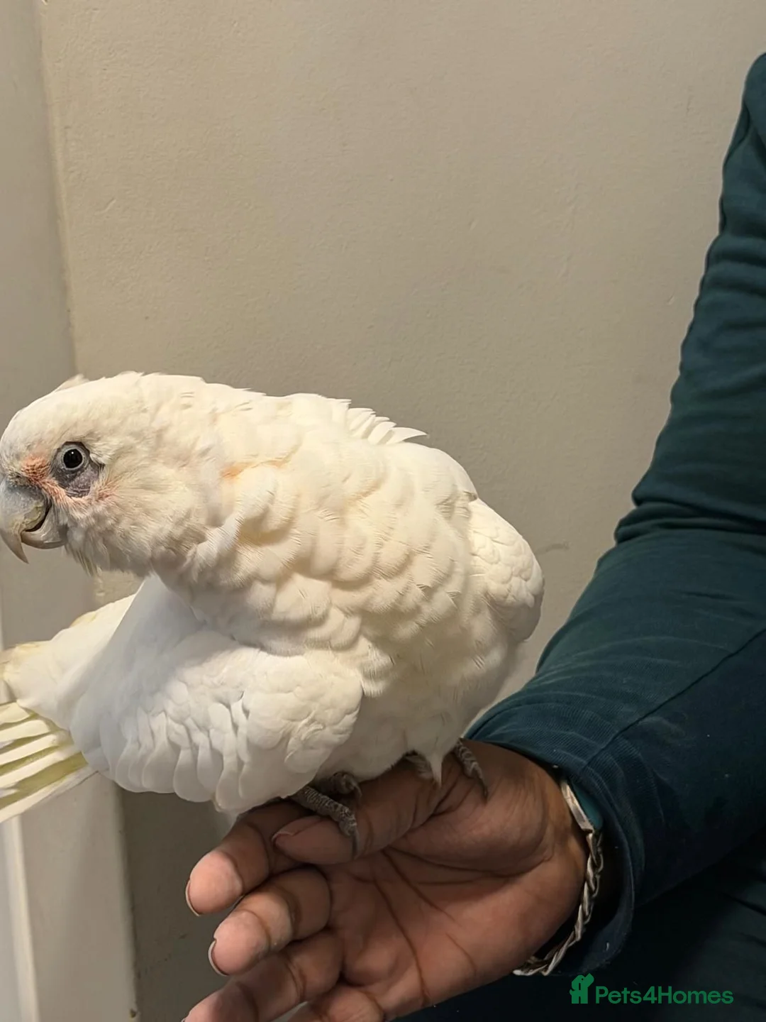 Parrots birds for sale: Tame beared eye cockatoo - Advert 1