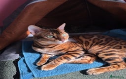 Bengal cats for sale: Beautiful bengal kittens - Image 8