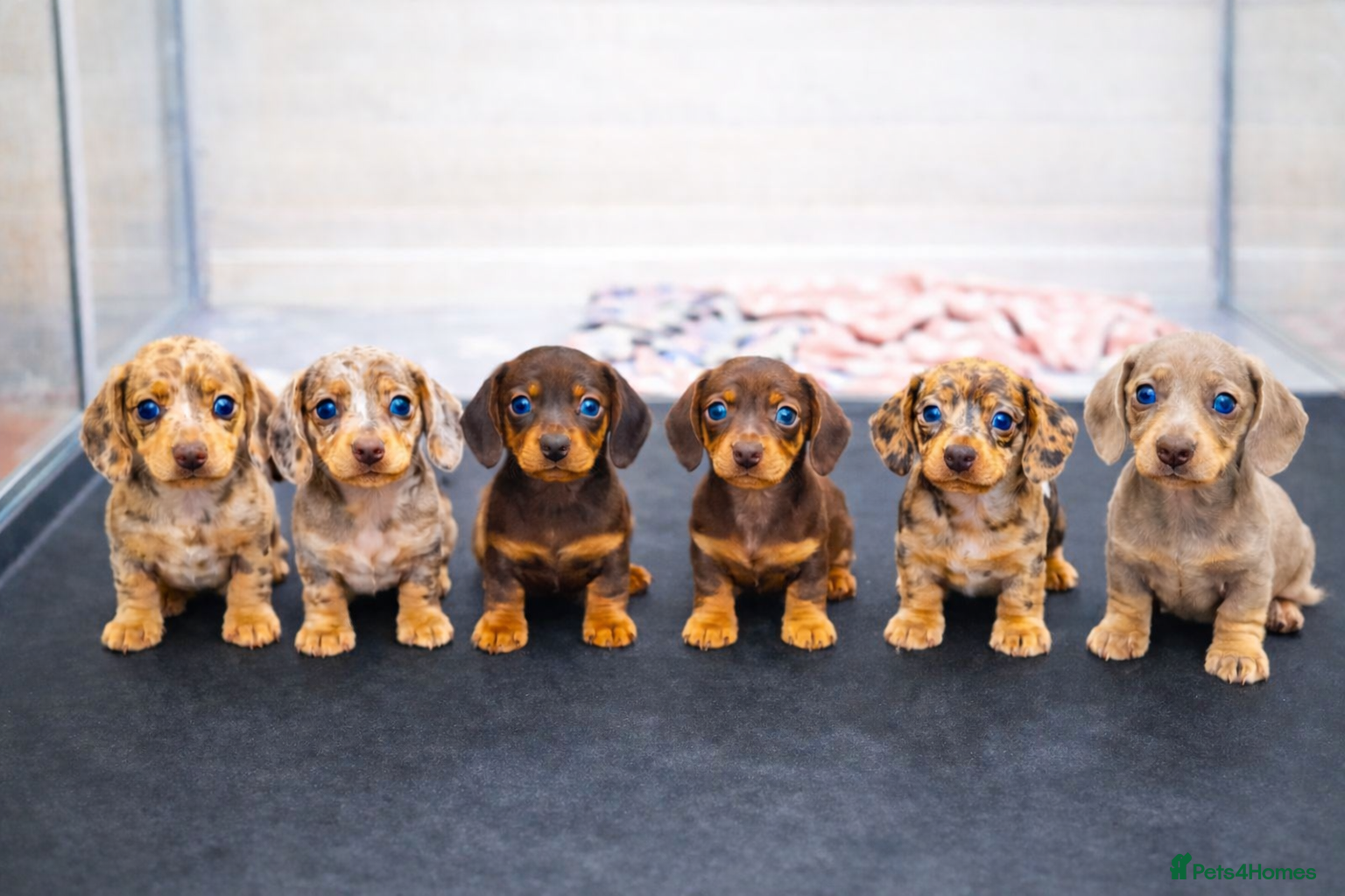 Miniature Dachshund dogs Quality KC Miniature Dachshunds - Advert 1