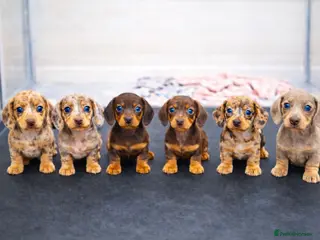 Miniature Dachshund dogs Quality KC Miniature Dachshunds - Advert 2