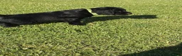 Cocker Spaniel dogs for sale: Two Black Working Cocker boys - 9 weeks in Dorchester - Advert 16
