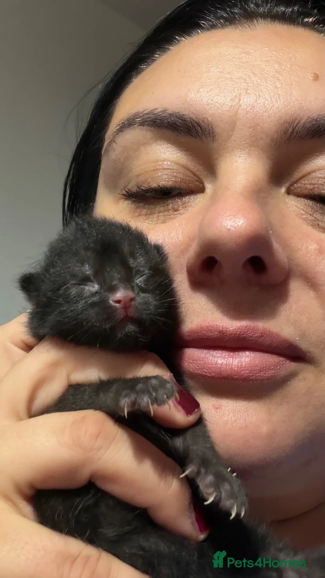 Mixed Breed cats for sale: Beautiful kittens  - Advert 2