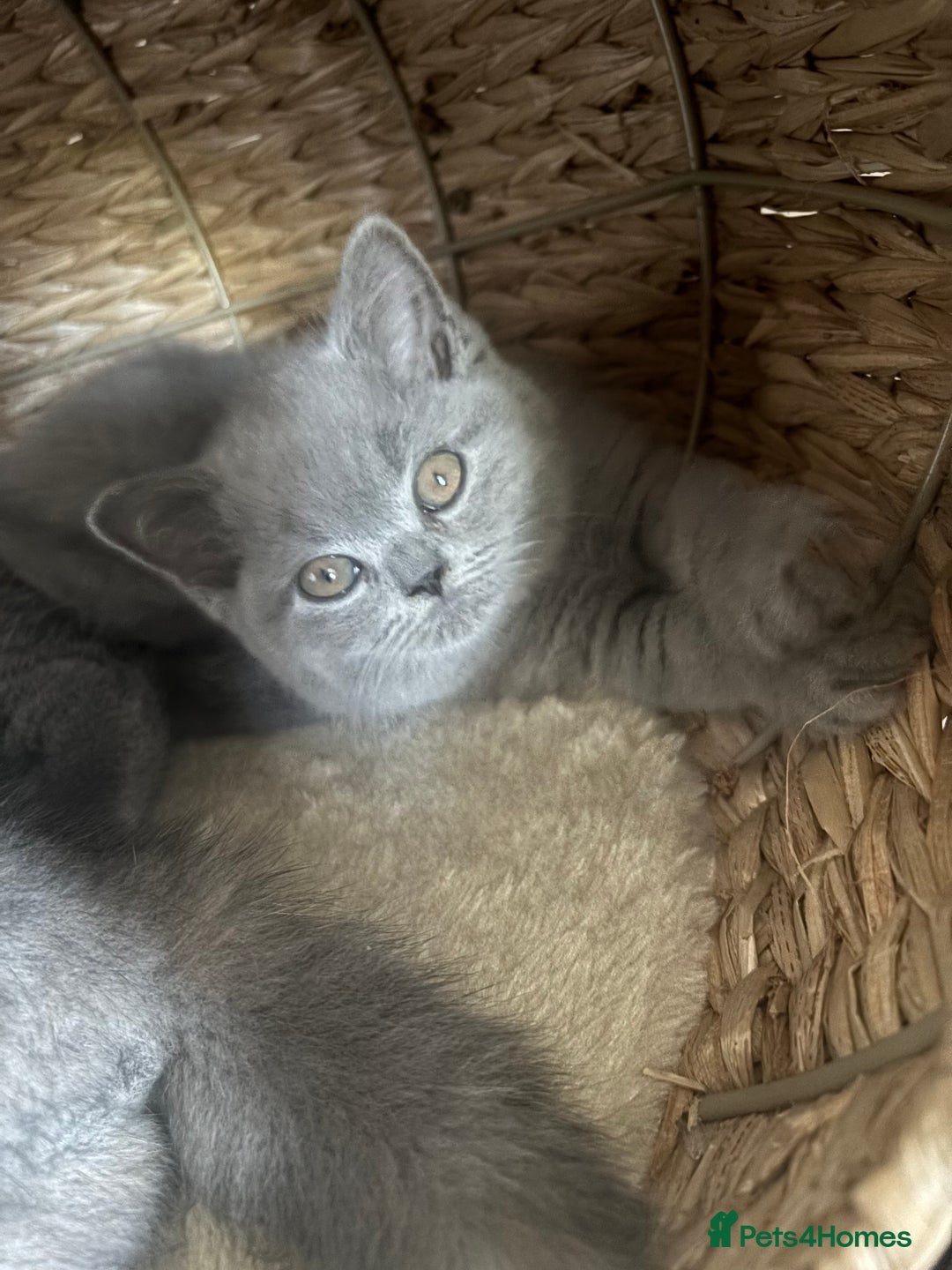 British Shorthair cats for sale: 🩵 1 blue/cream tortie BSH left to reserve 🩵 - Image 24