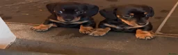 Miniature Dachshund dogs for sale: Miniature short haired Black & Tan dachshund puppy - Advert 7