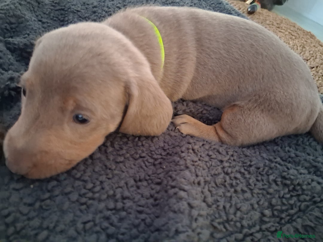 Miniature Dachshund dogs for sale: Miniture dachhund - Advert 6