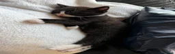 Mixed Breed cats for sale: Mixed breed Kittens  - Advert 4