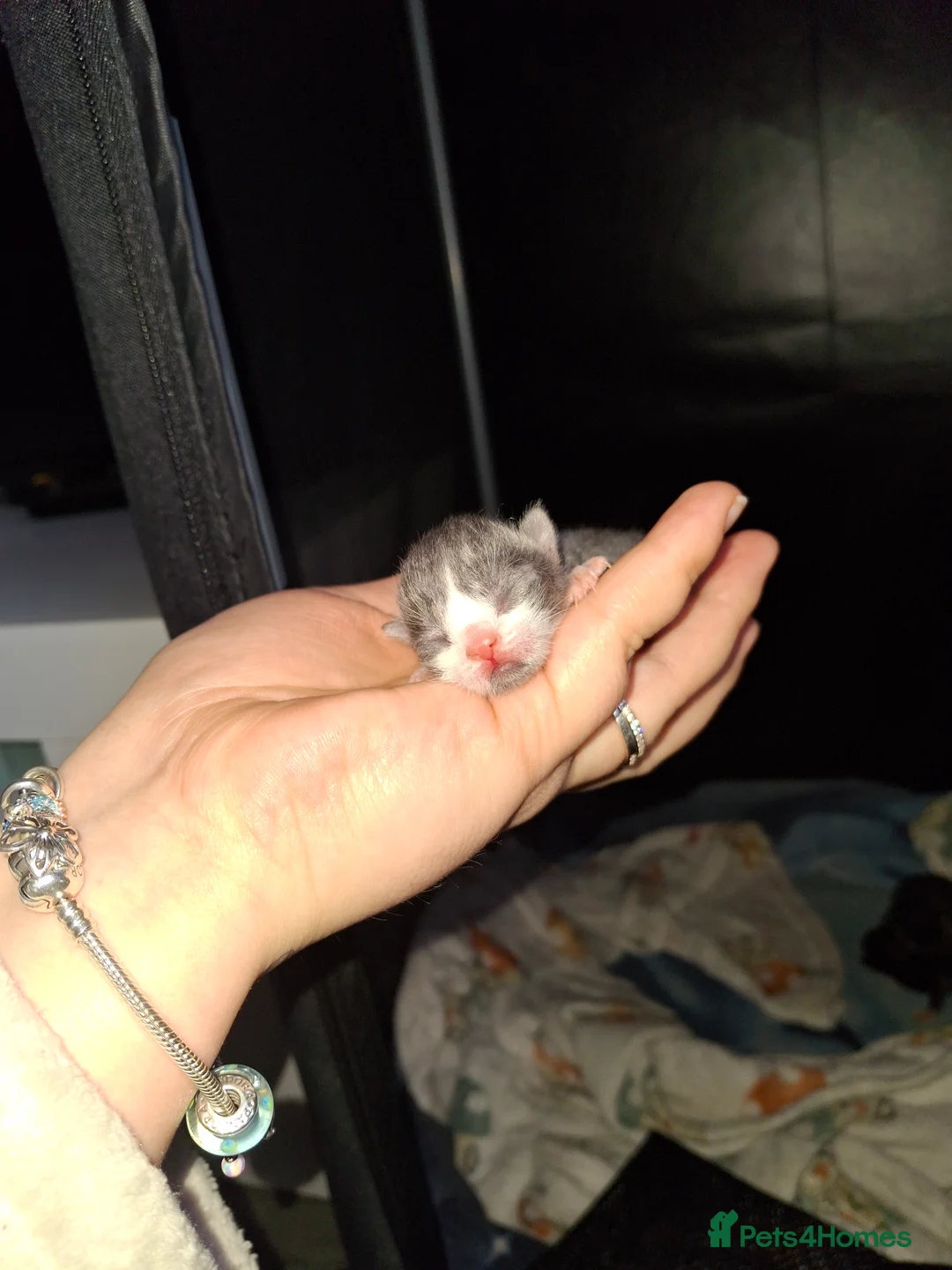 Mixed Breed cats for sale: Kittens  - Advert 6