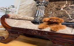 Toy Poodle dogs for sale: Asian micro poodle Boy - Image 3