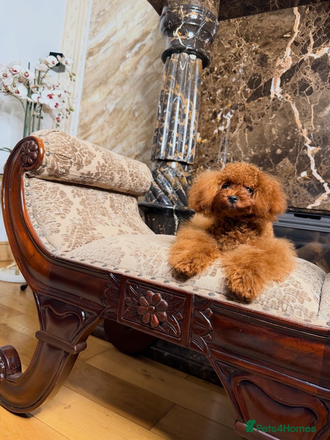 Toy Poodle dogs for sale: Asian micro poodle Boy - Image 3
