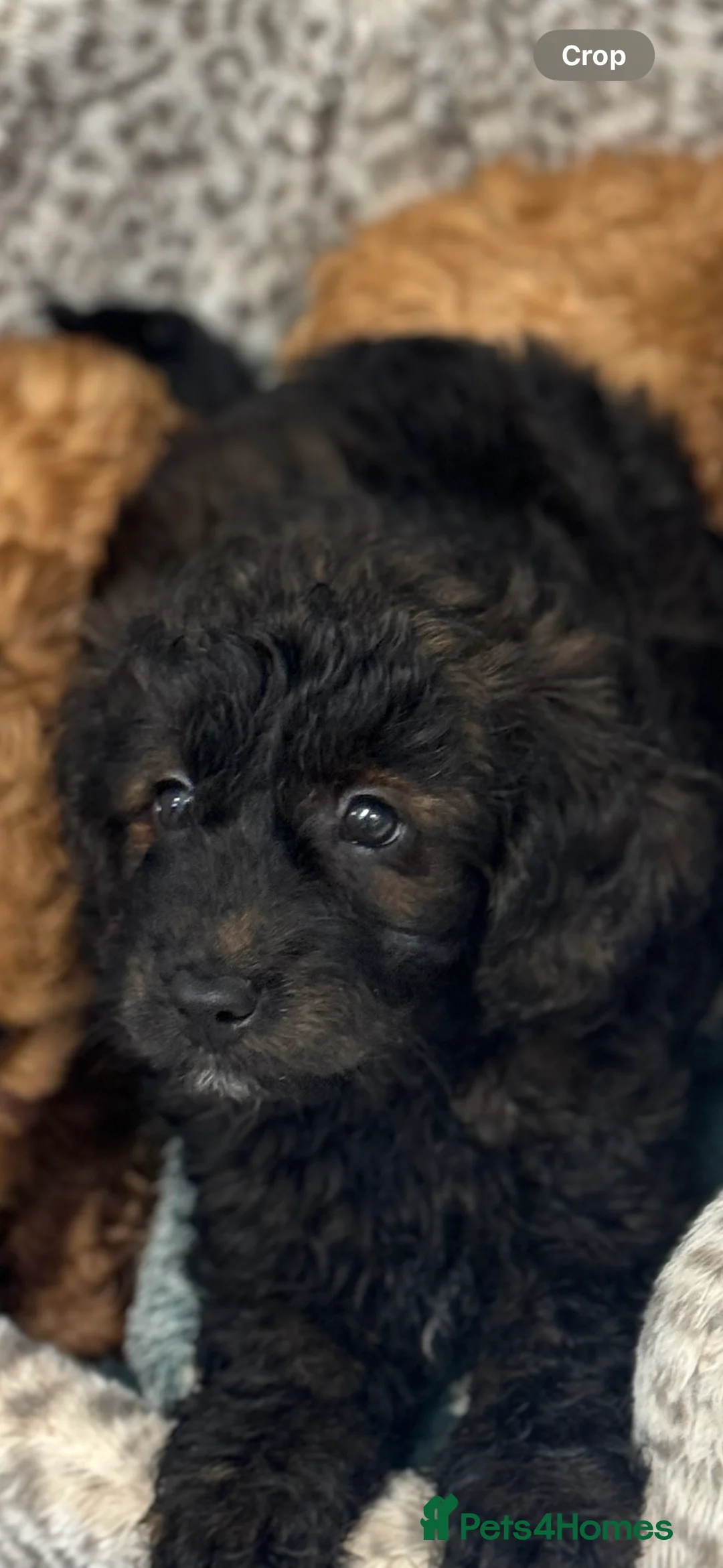 Doxiepoo dogs for sale: Two baby’s left🥹❤️Stunning F1b toy poodles!! - Advert 37