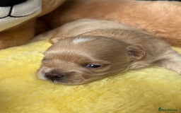Maltipoo dogs for sale: Tiny F1 Asian Maltipoo puppies. Reserve now! - Image 12