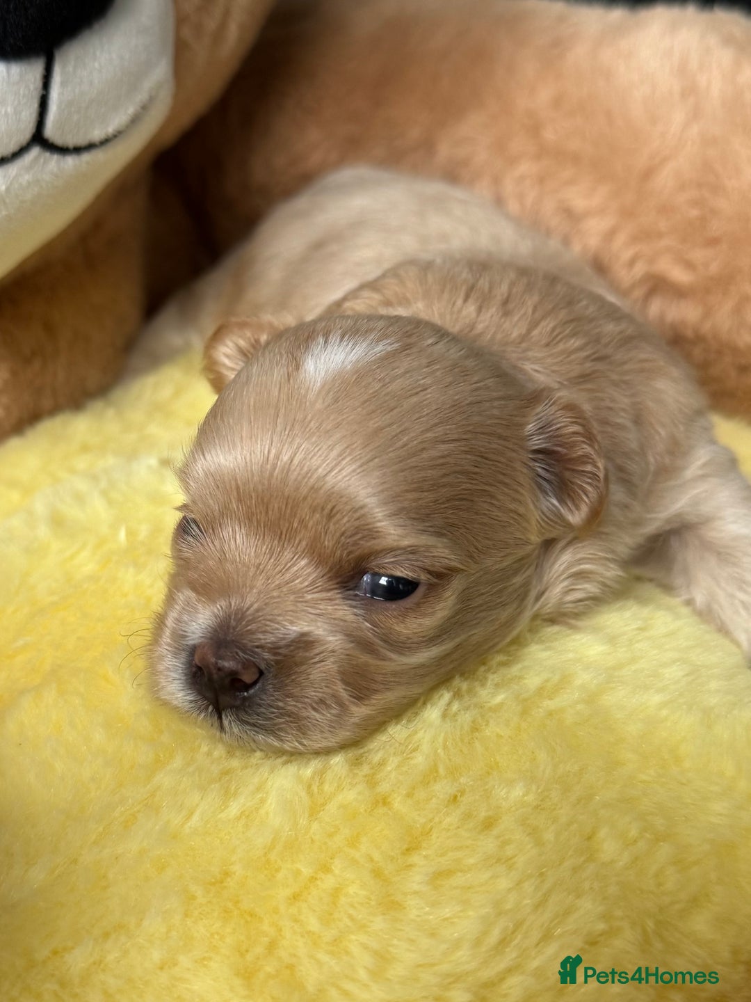 Maltipoo dogs for sale: Tiny F1 Asian Maltipoo puppies. Reserve now! - Image 12