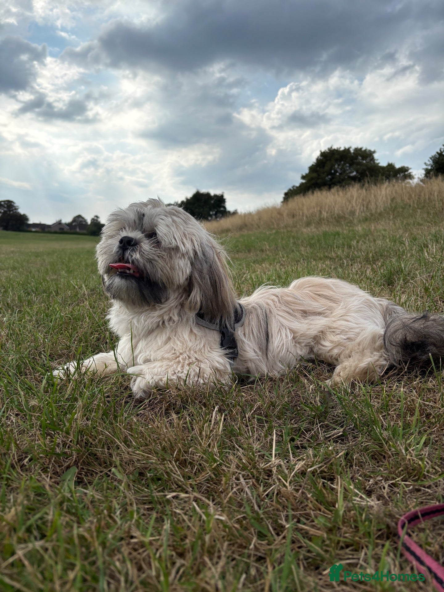 Shih Tzu dogs Mr Drake - Advert 1