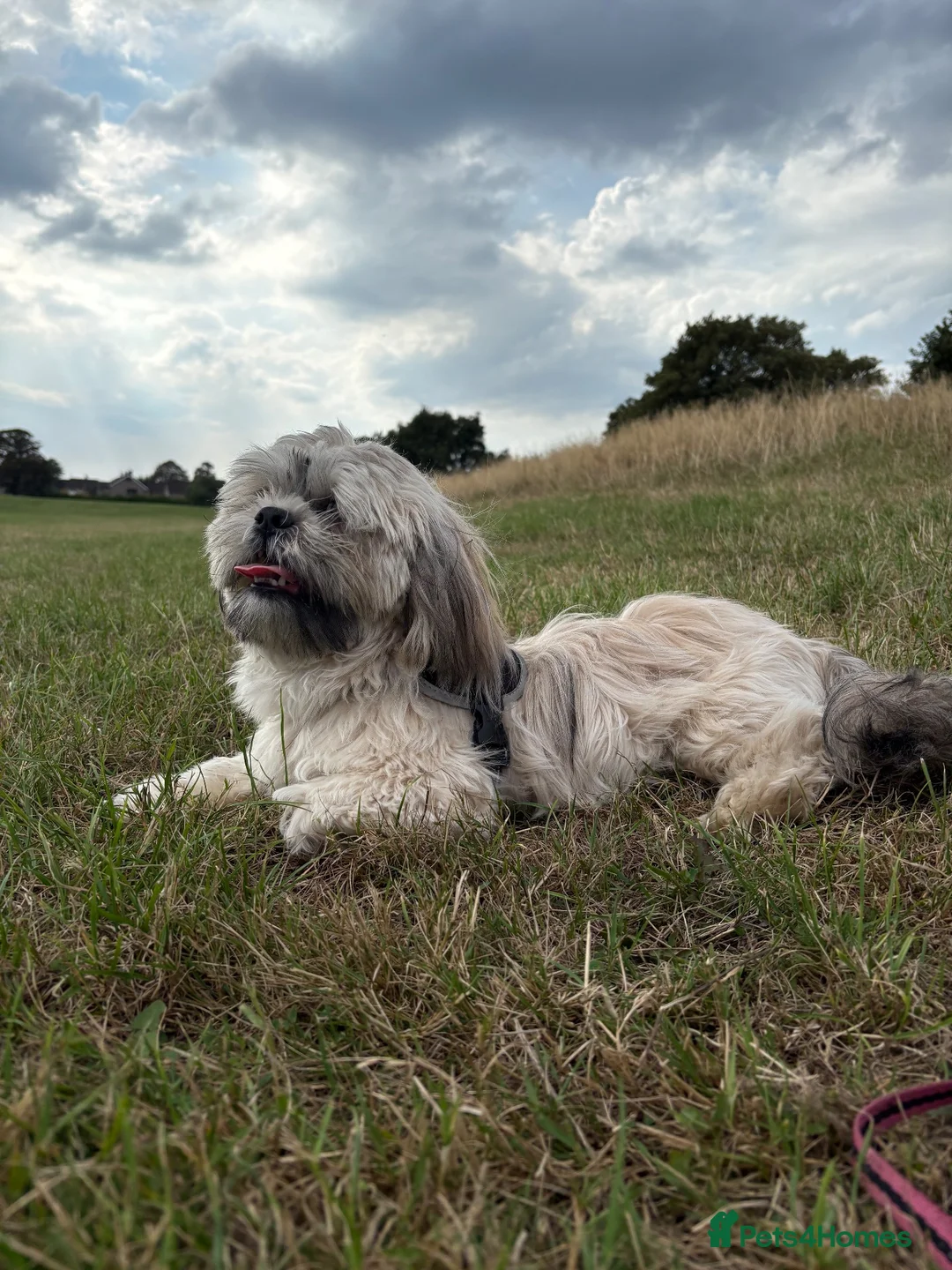 Shih Tzu dogs for stud: Mr Drake - Advert 1