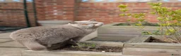 British Shorthair cats for sale: GCCF CHAMPION LILAC BRITISH SHORTHAIR  - Advert 2