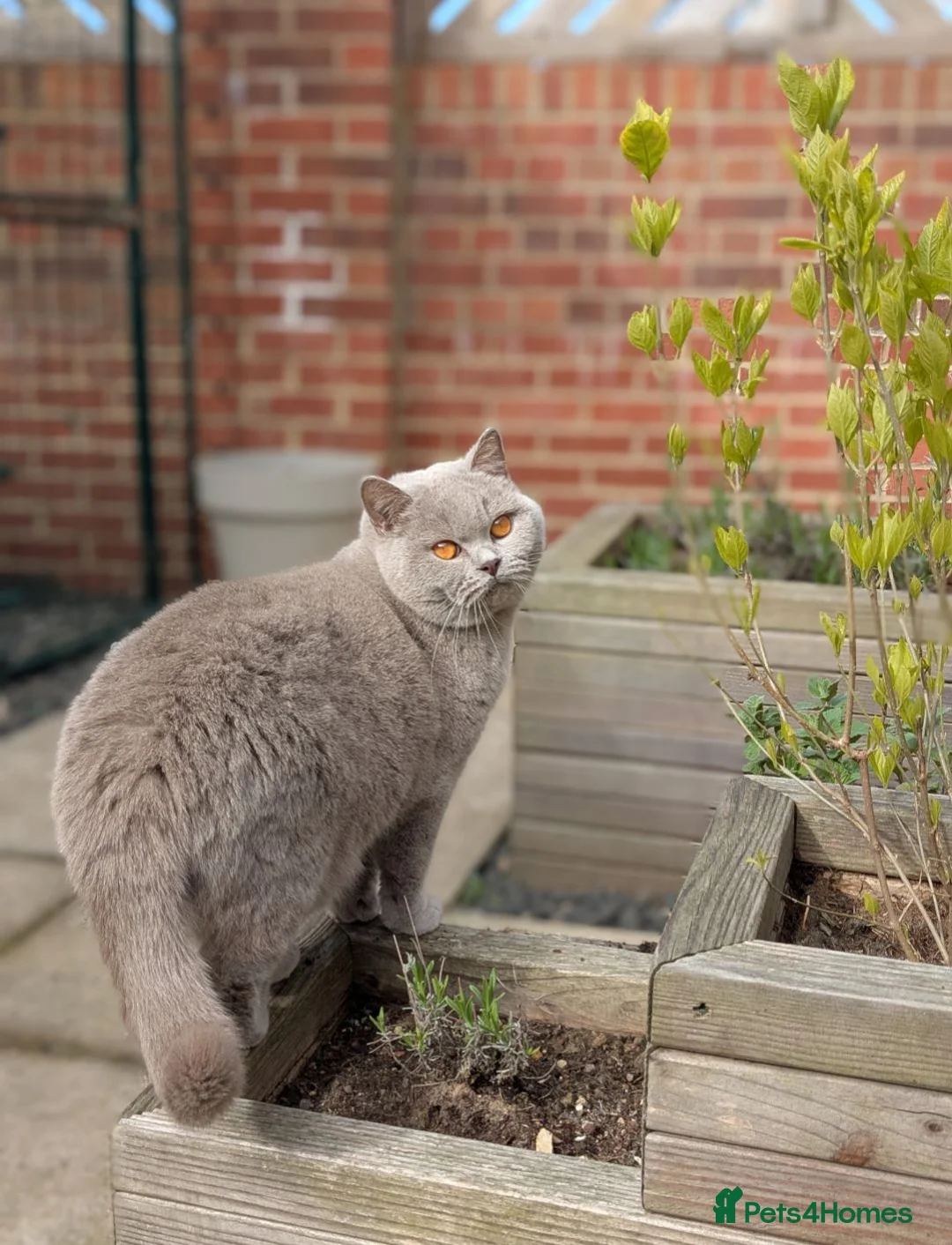 British Shorthair cats for sale: GCCF CHAMPION LILAC BRITISH SHORTHAIR  - Advert 2