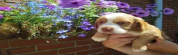 Cocker Spaniel dogs for sale: Cocker Spaniel Puppies  - Advert 12