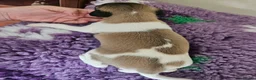 Whippet dogs for sale: Outstanding kc whippet - Advert 8