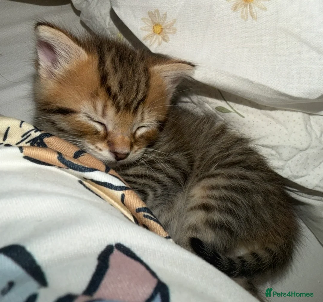 Mixed Breed cats for sale: Tabby ginger male kittens  - Advert 2