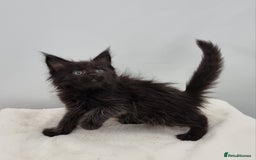 Maine Coon cats for sale: Pedigree Maine Coon Kittens for sale  - Image 9