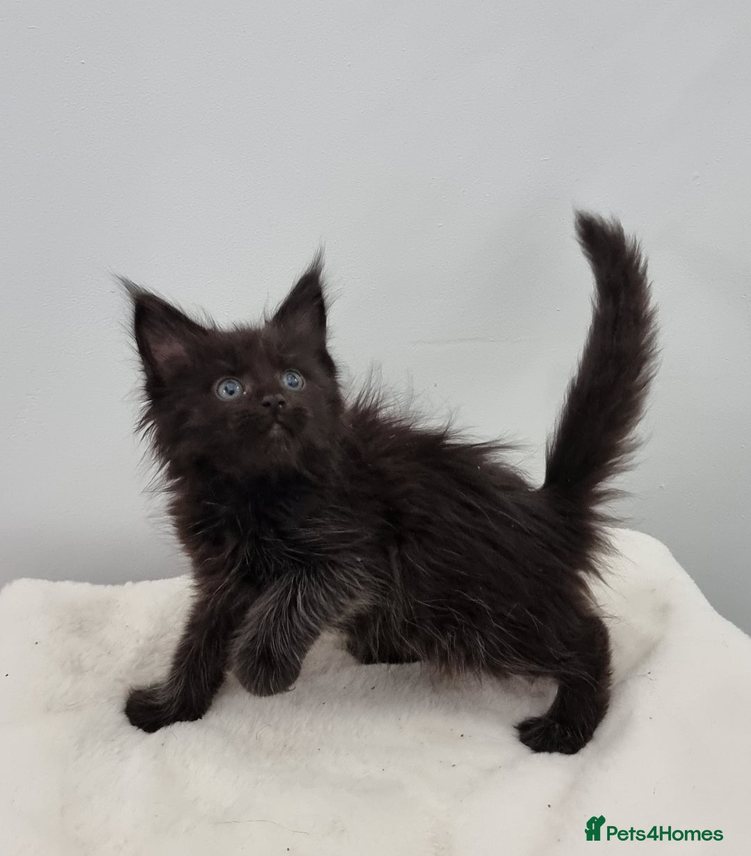 Maine Coon cats for sale: Pedigree Maine Coon Kittens for sale  - Image 9