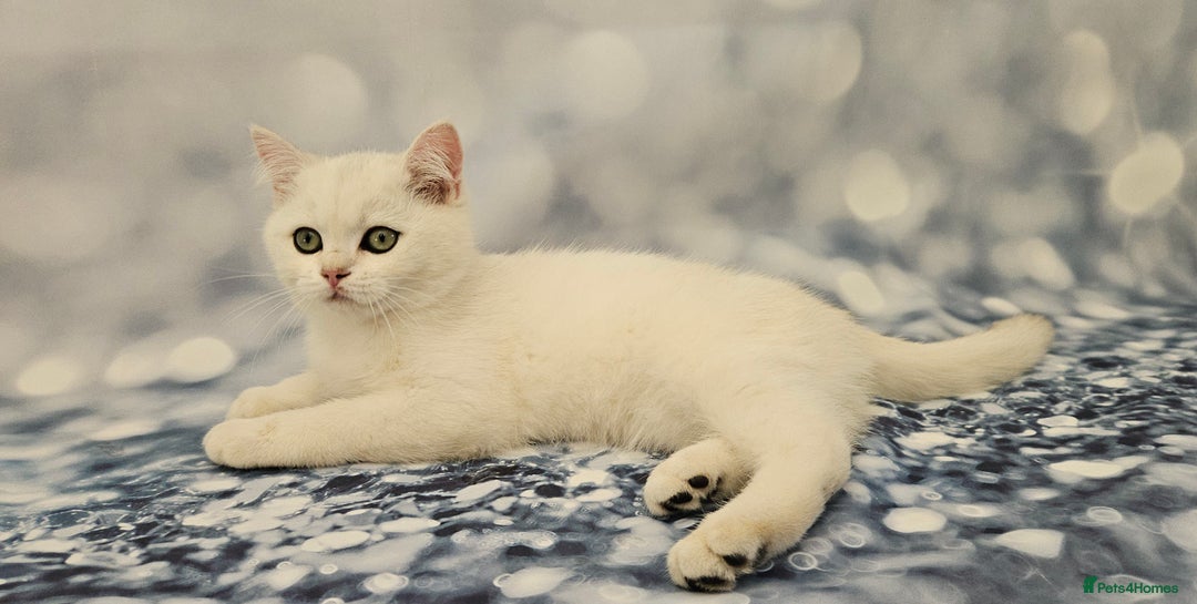 British Shorthair cats for sale: Excellent Scottish straight and fold kittens - Image 18