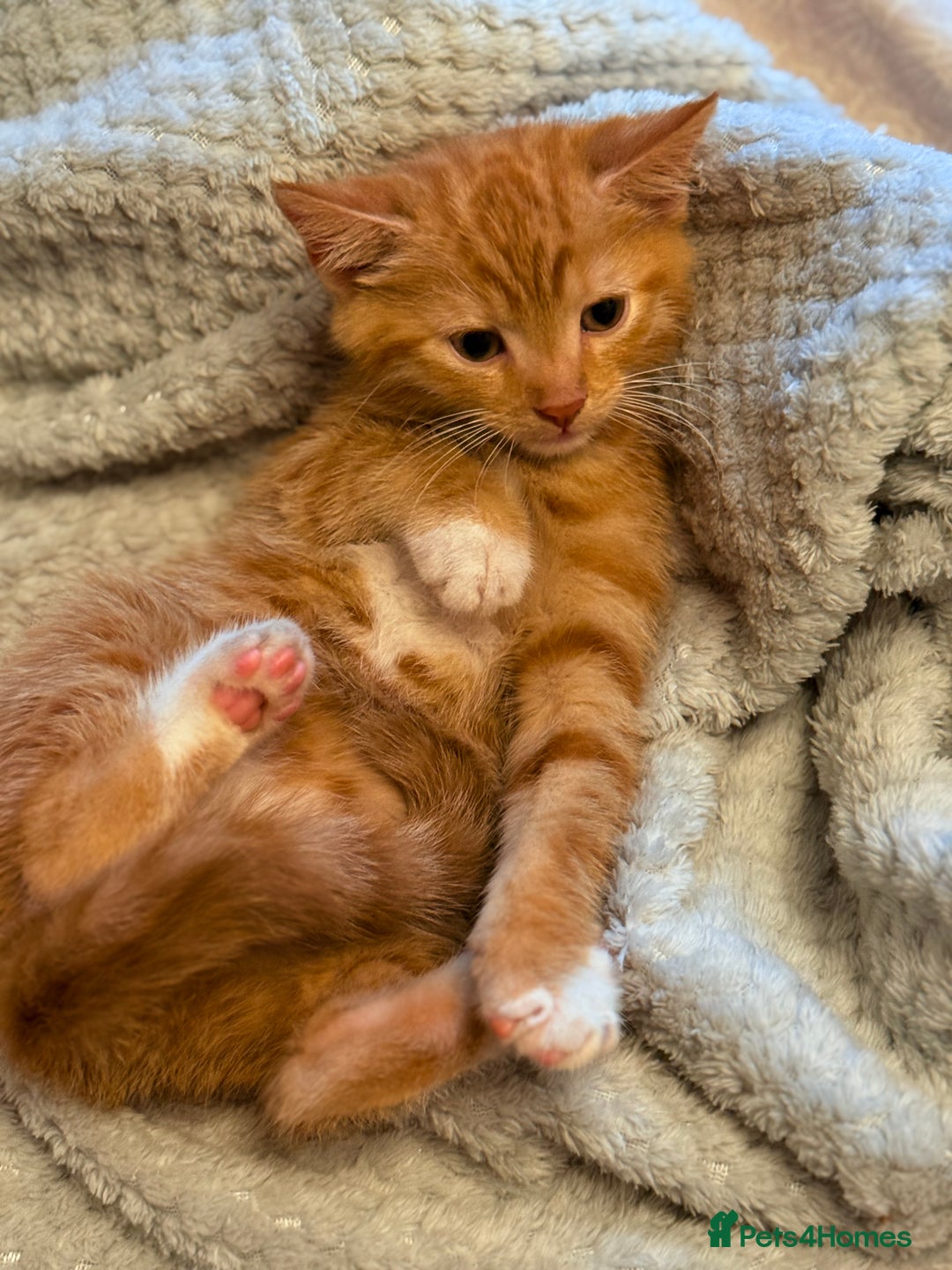Mixed Breed cats for sale: Lovely kittens looking for a new home - Image 5