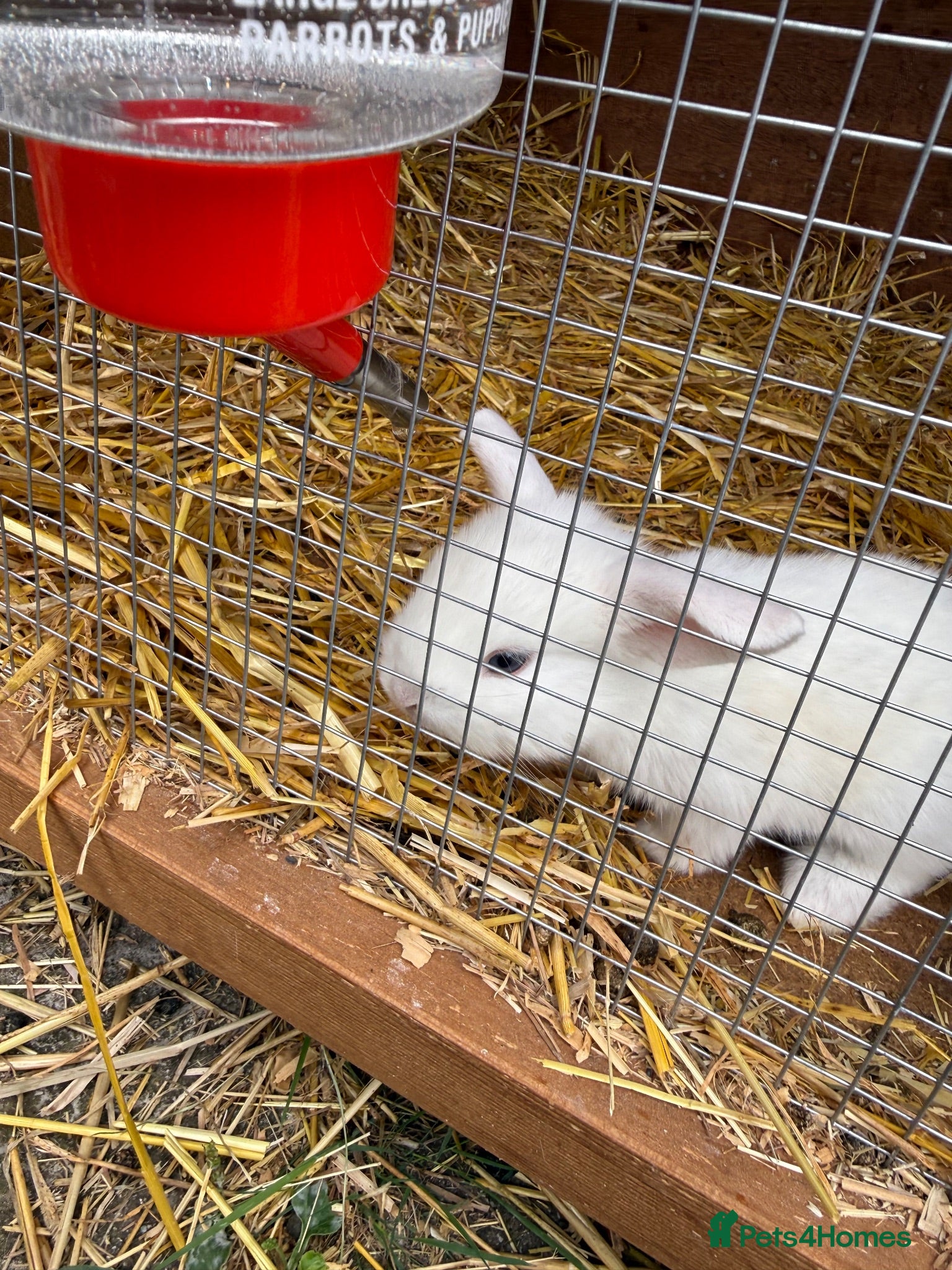 English Lop rabbits White kits  - Advert 3