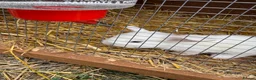 English Lop rabbits for sale: White kits  - Advert 1