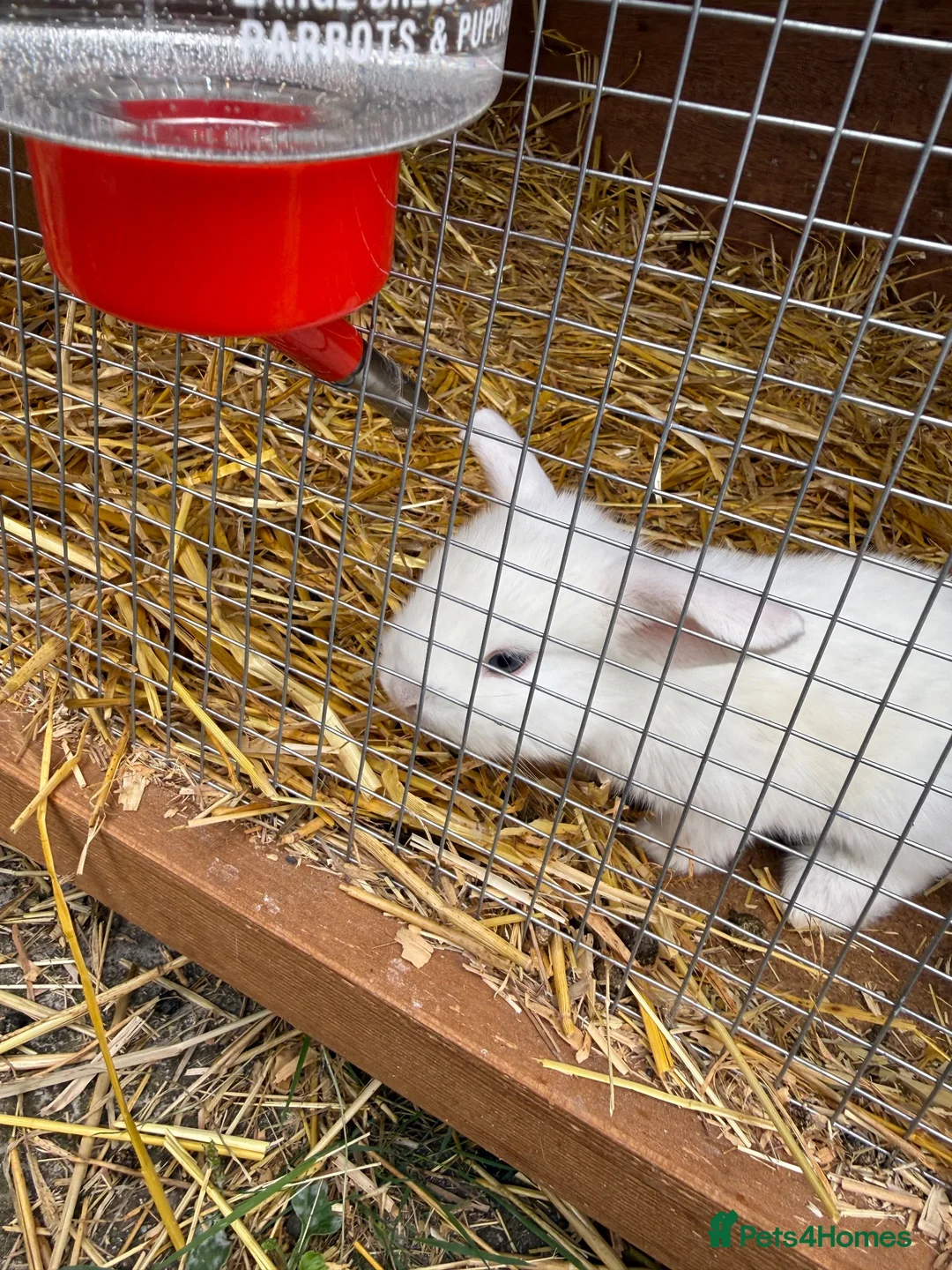 English Lop rabbits for sale: White kits  - Advert 1