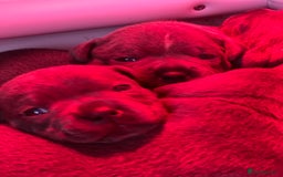 Staffordshire Bull Terrier dogs for sale: 🏆  GRAND CHAMPION Staffordshire Bull Terrier Pups - Image 13