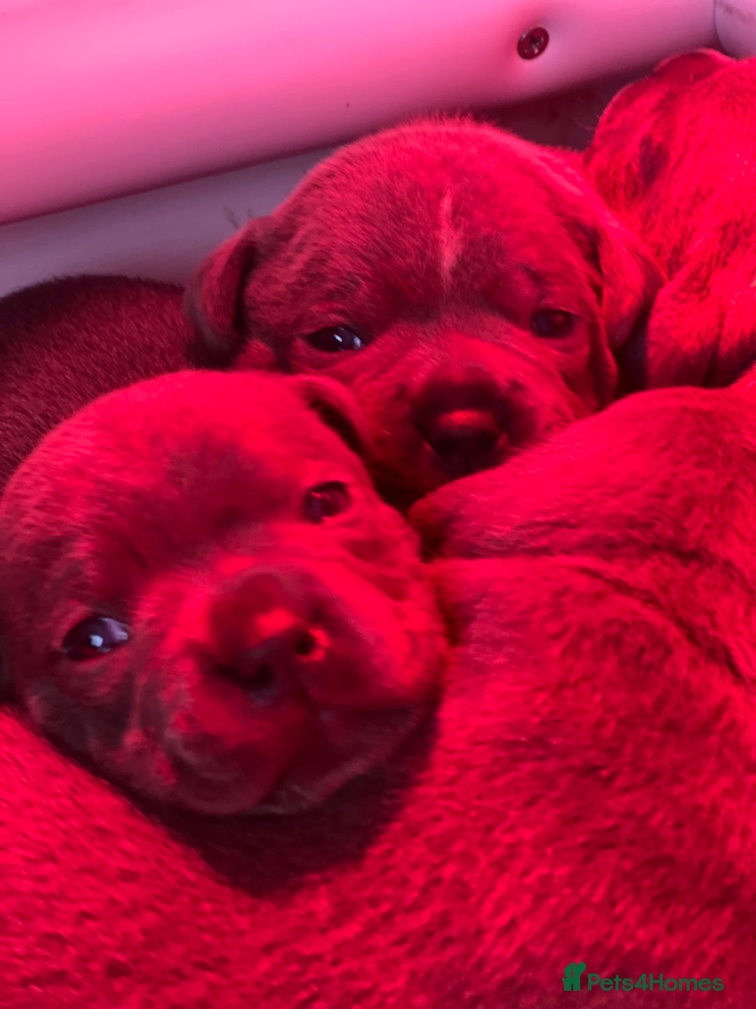 Staffordshire Bull Terrier dogs for sale: 🏆  GRAND CHAMPION Staffordshire Bull Terrier Pups - Image 13