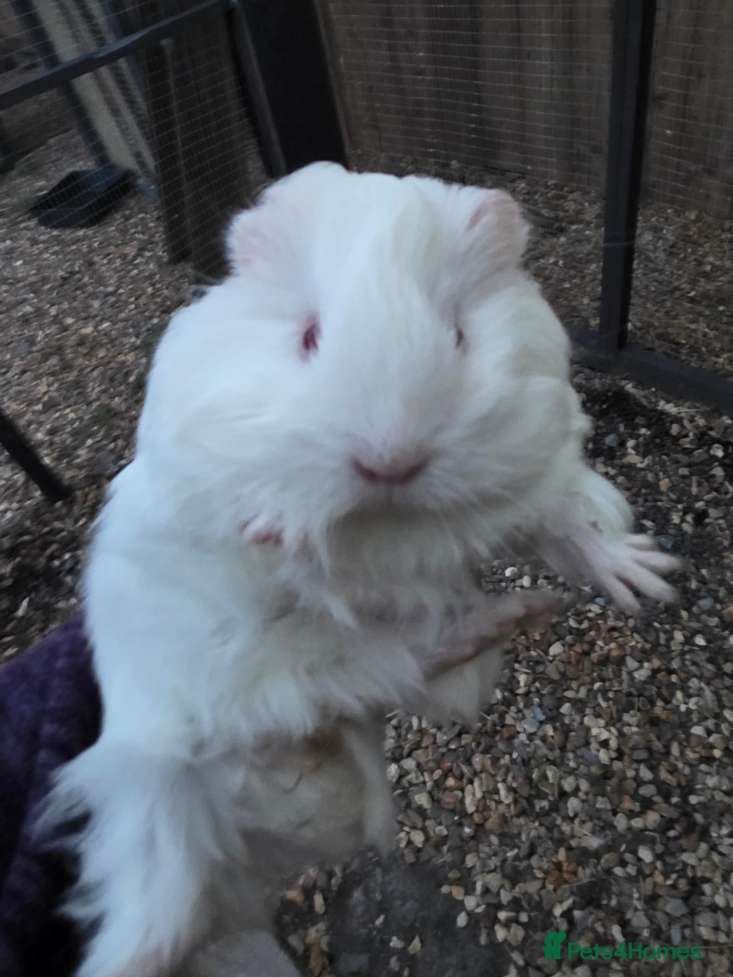 Guinea Pig rodents Baby guinepigs and adult  - Advert 1