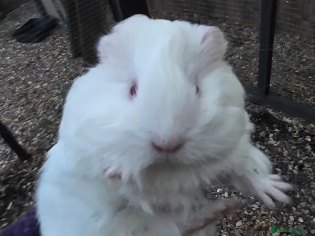 Guinea Pig rodents for sale: Baby guinepigs and adult mum - Advert 1