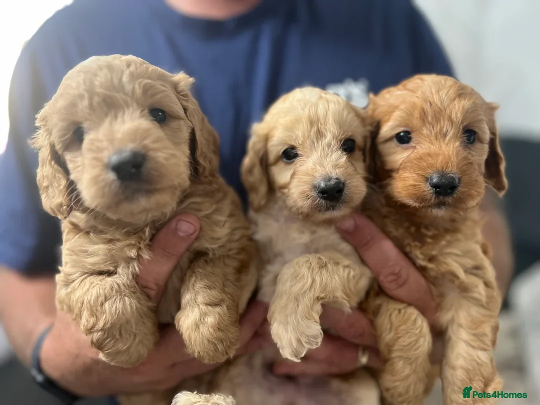 Cockapoo dogs for sale: Toy cockerpoos - Image 4