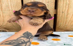 Cocker Spaniel dogs for sale: Ready 30th august import lines  - Image 23