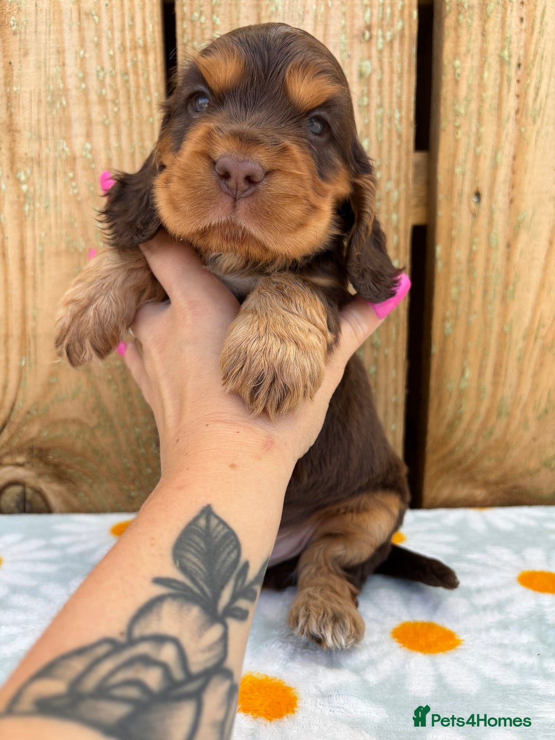 Cocker Spaniel dogs for sale: Ready 30th august import lines  - Image 23