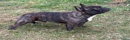 French Bulldog dogs for stud: Standard red brindle stud  - Advert 6