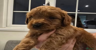 Cavapoo dogs - Advert 10
