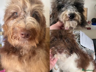 Cockapoo dogs - Advert 27