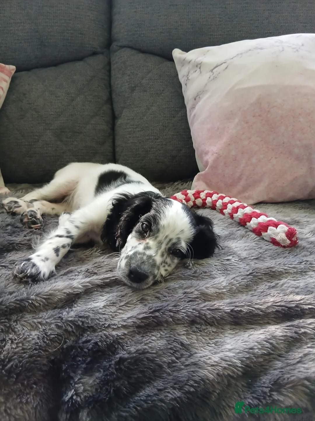 Cockapoo dogs for adoption: F2 cockapoo  in Sheffield - Advert 1