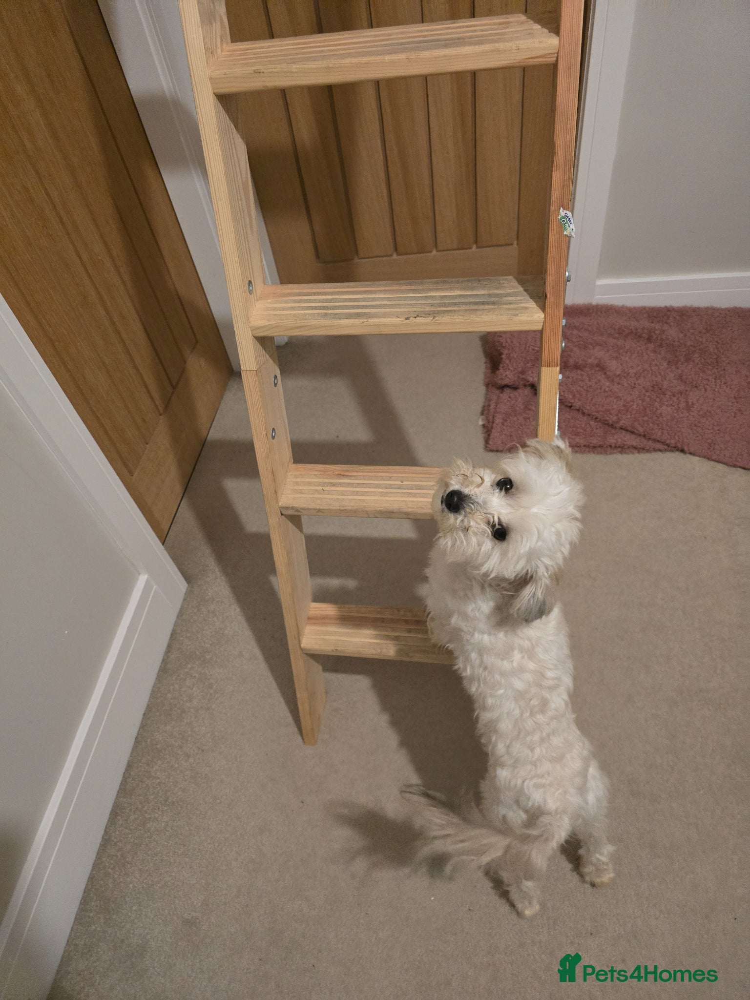 Maltipoo dogs for sale: Roxy  in Chester-le-Street - Advert 10