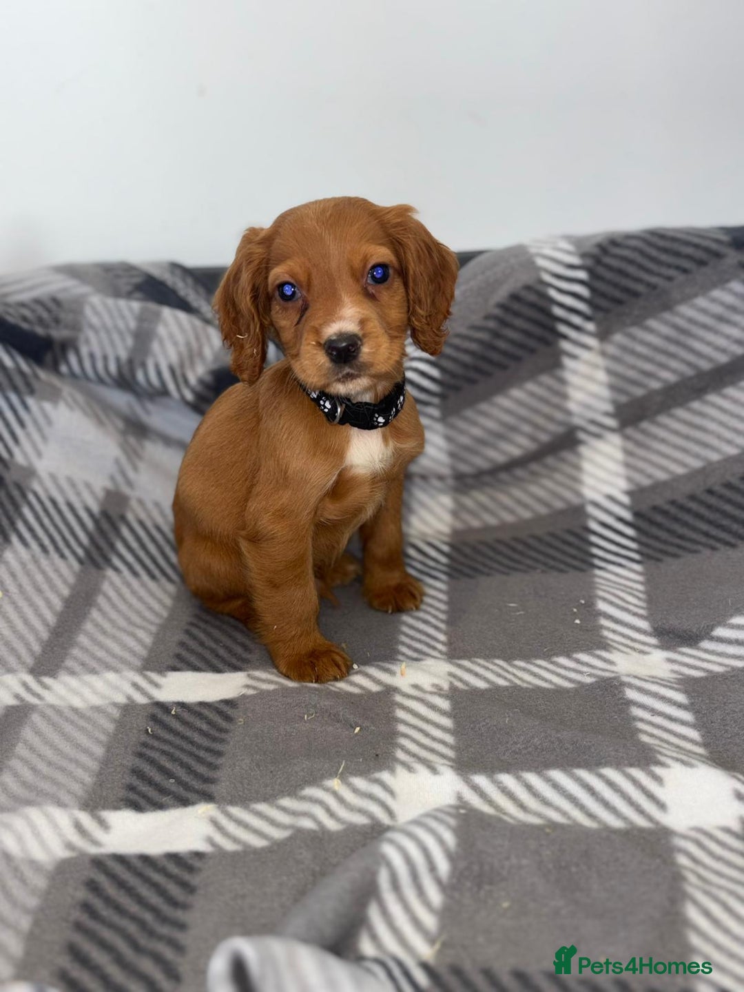 Cocker Spaniel dogs for sale: Adorable Cocker Spaniel  - Image 7