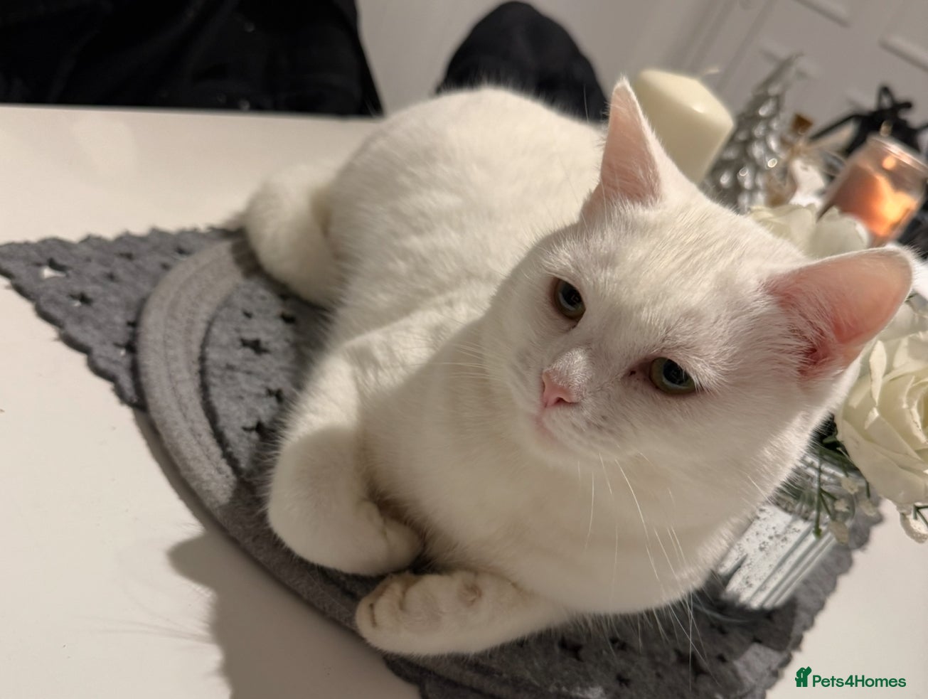 Mixed Breed cats 5-Year-Old Friendly Female Cat  - Advert 1