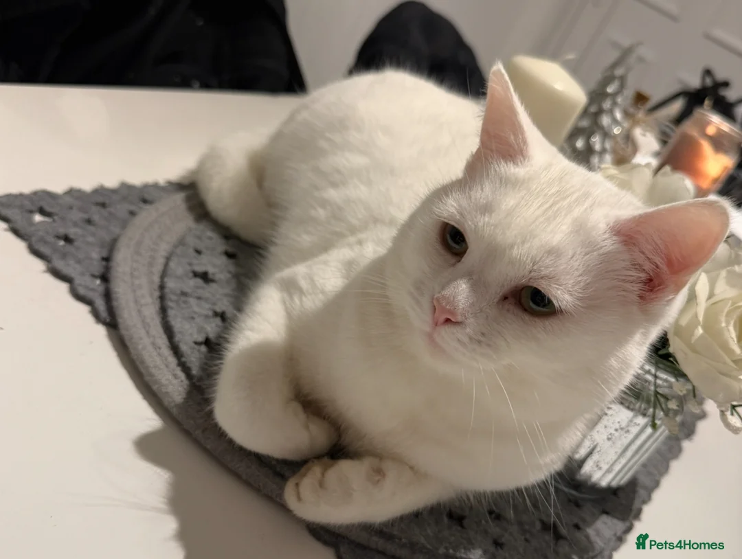 Mixed Breed cats for sale: 5-Year-Old Friendly Female Cat  in Wakefield - Advert 1